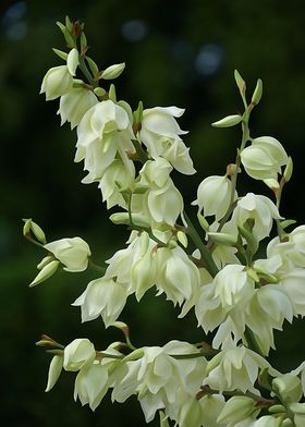 Botanical Collection-preview-2