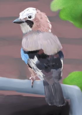 Eurasian Jay 2