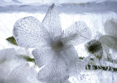 White Orchidaceae in ice 3