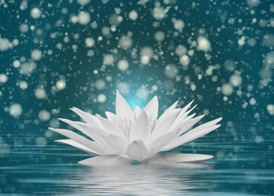 White Zen Lily On Blue