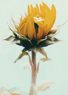 Blooming sunflower