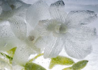 White Orchidaceae in ice 1