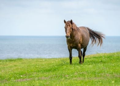 Wild brown horse