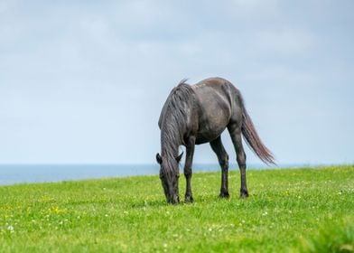 Wild black horse