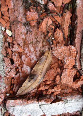 Leaf and Rubble