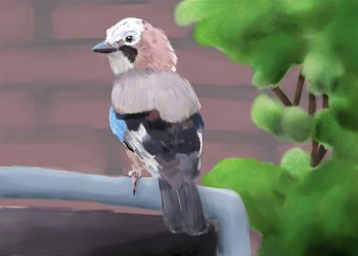 Eurasian Jay 1