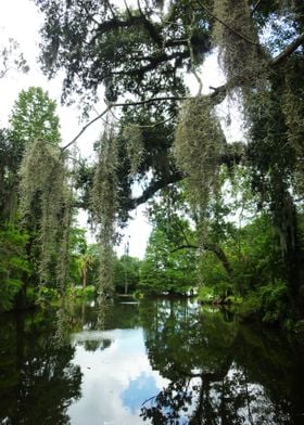Swamp Beauty 4