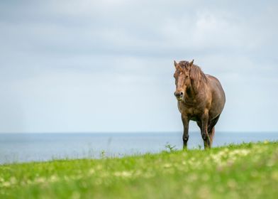 Wild brown horse