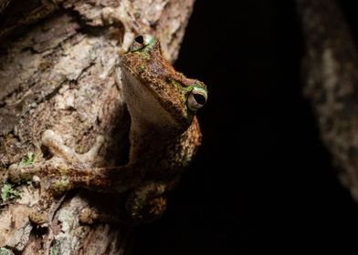 Jump (Green-eyed frog)