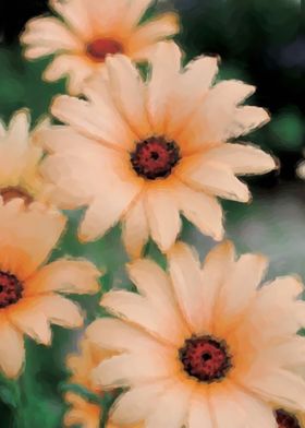 African Daisies Flowers