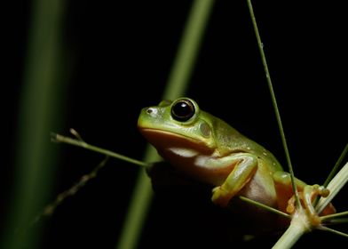 Climbing (Green tree frog)
