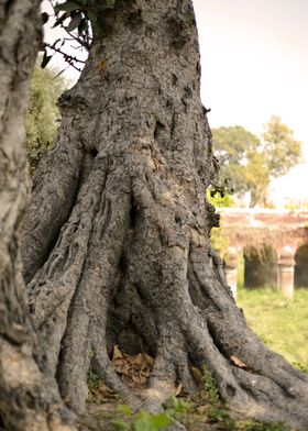 Big Old Tree