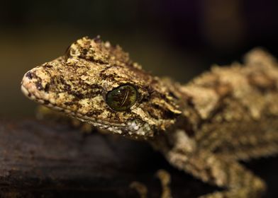 Smile (Leaf tailed gecko)
