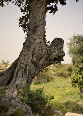 Big Old Tree