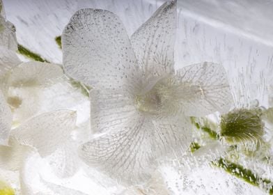 White Orchidaceae in ice 4