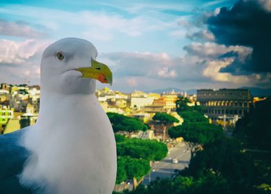 Ceaser Seagull in Rome Ita