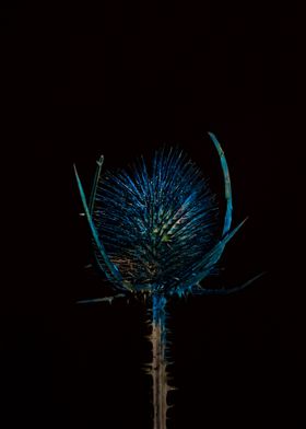 Blue Thistle Flower