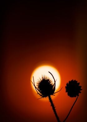 Sunset  whith flower