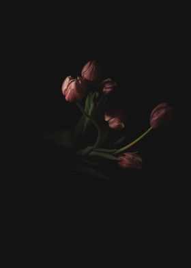 Faded tulips on black