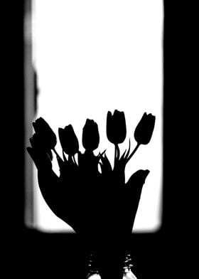 Silhouette of tulips