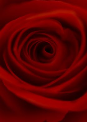 Smooth red rose