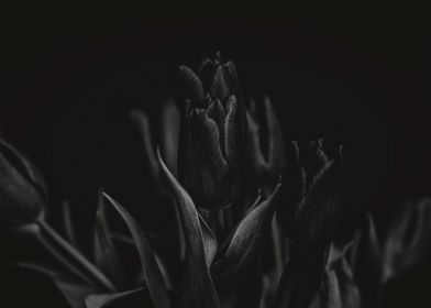 Mysterious Tulips on Black