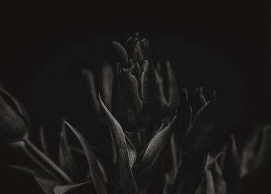 Mysterious Tulips on Black