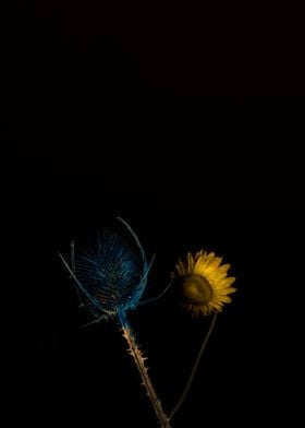 Thistle and sunflower flow