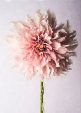 Pink Dahlia