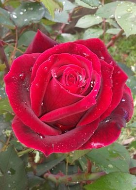 Red rose with dew drops 1