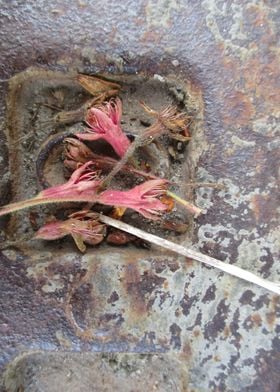 Fallen Blossoms on Metal
