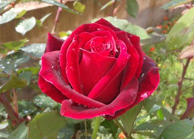 Red rose with dew drops 3