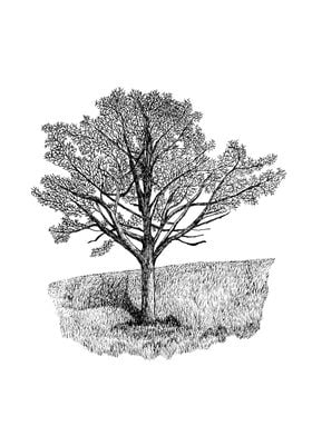 Elm Tree on Hillside