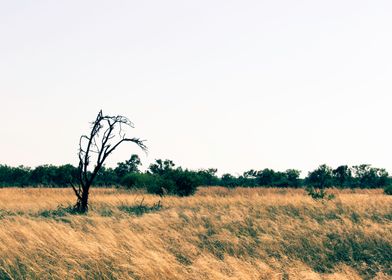 Landscape in field