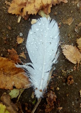 Feather in the rain