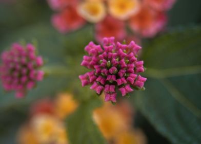 Spring Macro Flower