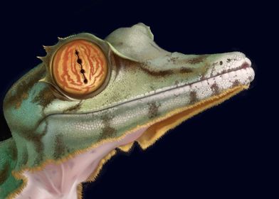 Gecko Uroplatus fimbriatu