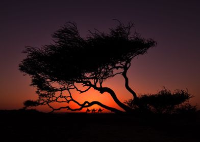 Egypt Sahara sunset