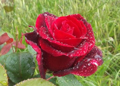 Red rose with dew drops 2