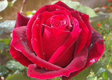 Red rose with dew drops 4