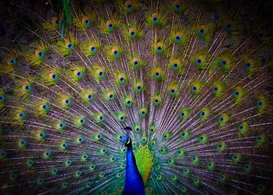 Peafowl in Cuernavaca