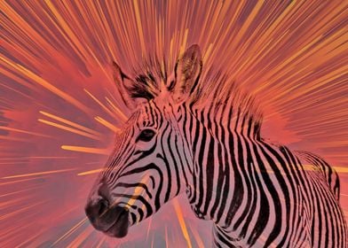 Zebra pop orange 