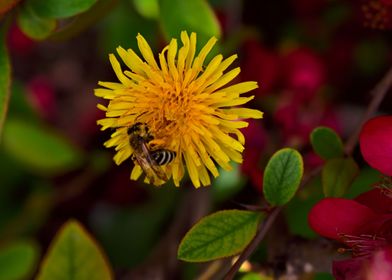honey bee on a dandelion