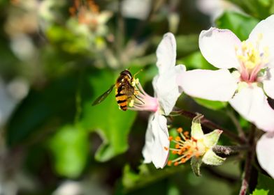 honey bee on a blossom 
