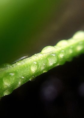 Raindrops on plant 