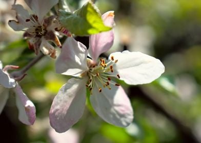 Blossom flower