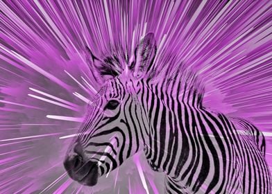 Zebra pop purple