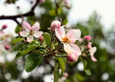 Blossom flower in garden