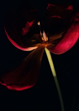 Tulip in dark