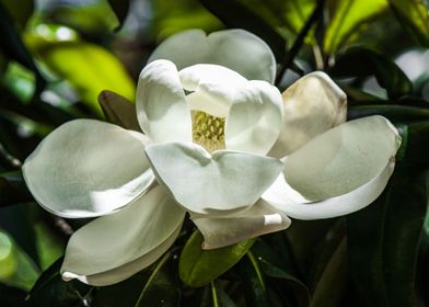 Magnolia in May